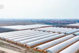 中央媒体看辽宁丨央视新闻：水稻育秧机械化 作业效率大幅提升图片