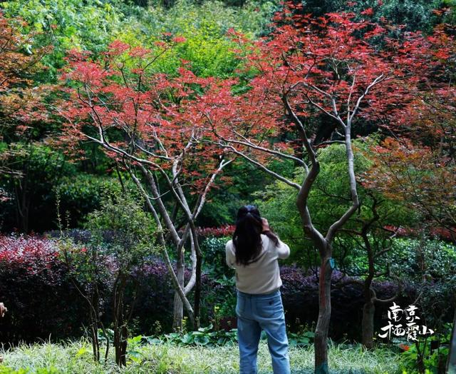 栖霞山红叶实拍+周末活动，不信你不动心！