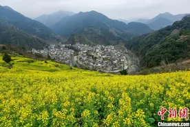 安徽黄山：春日乡村景如画图片
