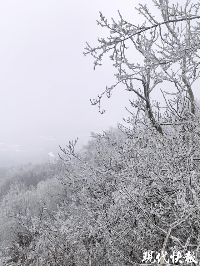 一夜白头！紫金山“千树万树梨花开”