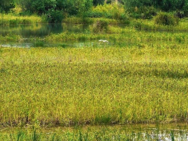 白鹭飞来白鹭湾，潮起日照展新篇