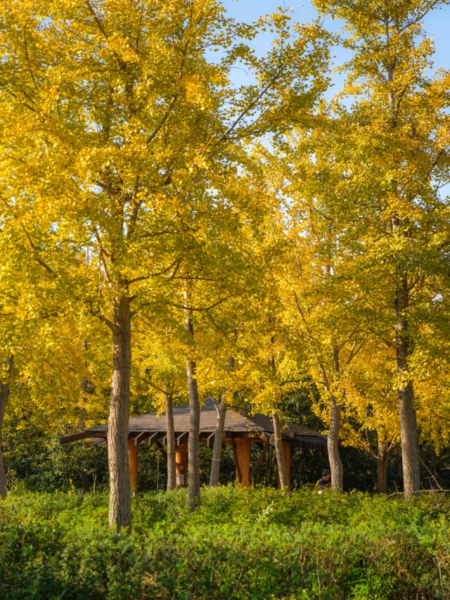 地铁直达！上海这个免费公园化身金色世界→