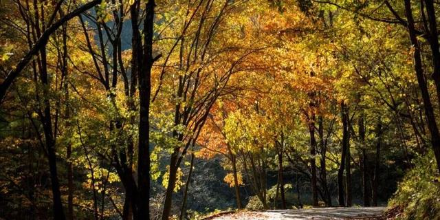 亮相央视！洛阳这些赏秋地，太美！