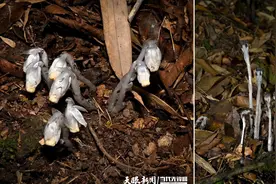 【黔物志】罕见“幽灵之花”隐匿密林深处｜贵州植物家族再添两名新成员图片