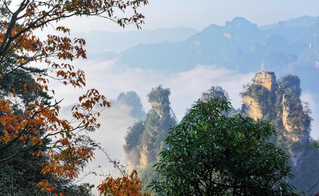 红叶点缀峰林云海，快来张家界赏绝美秋色！