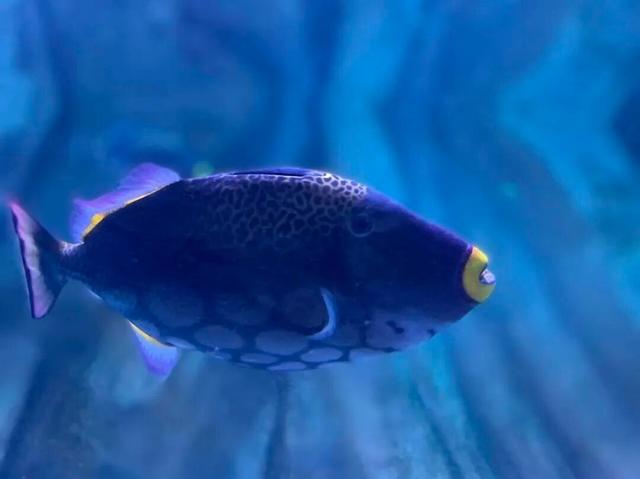 想在闵行过《疯狂动物城》里的生活？雨林区、冰川镇就在你身边→