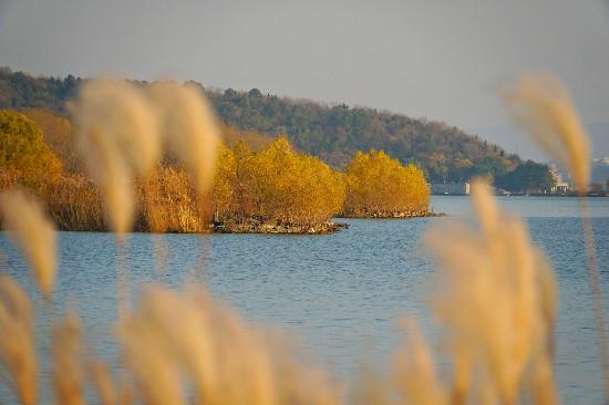 巢湖中垾湿地冬日如画