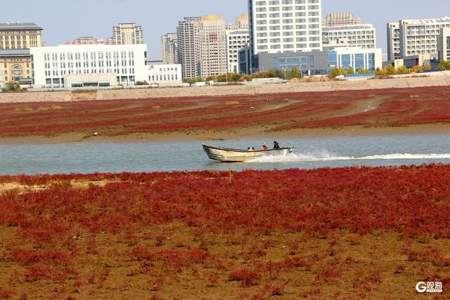 胶州湾红海滩：一片红海，万种生机