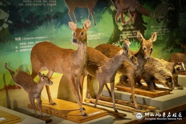 南京钟山：上新！这些“新朋友”带你秒入山林