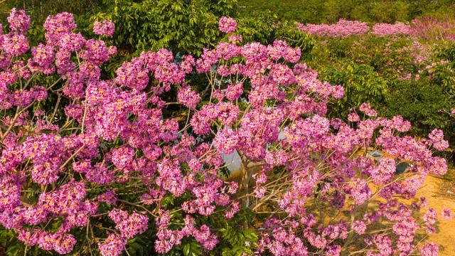 周末去打卡！南宁四大花海上线，20℃暖冬赏花攻略一键收藏！