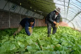 西藏丁青县：“冬闲棚”种出“致富菜”图片