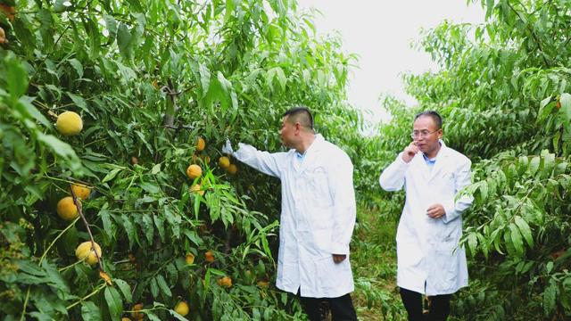 电商“突围”，让杨凌远高食品“飞”得又远又高 | 进企业看发展
