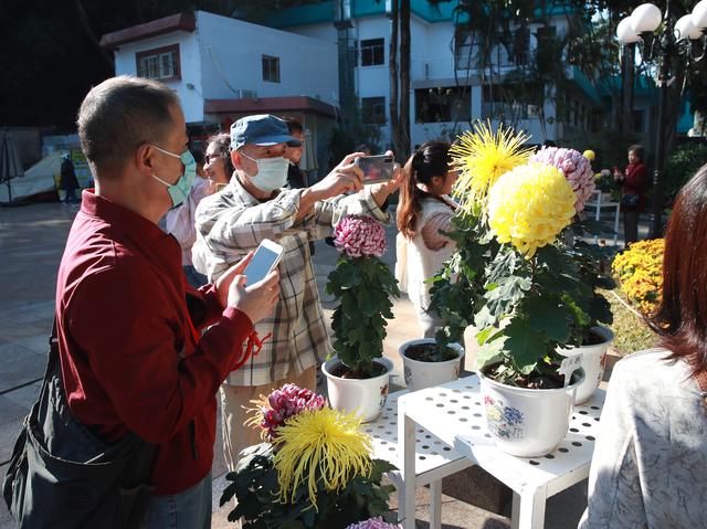 多图直击！第41届深圳东湖公园菊花花会开幕