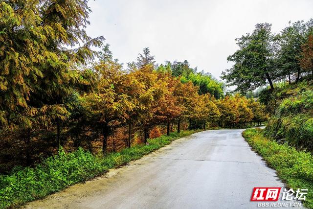 【每日一图@湖南】秋去冬来，赴一场怀化水杉林的红黄盛宴