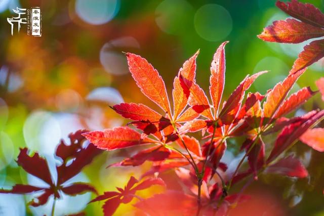 美“枫”了，快来赏！
