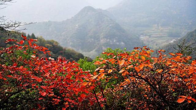南漳：秋染五朵山