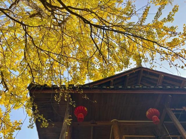 凉都秋韵｜赴一场千年之约：妥乐的秋天，是银杏写的童话