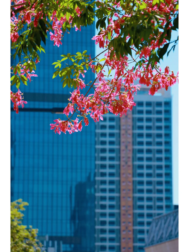 秋染良庆！异木棉粉、三角梅艳，这片土地藏着最缤纷的秋日浪漫