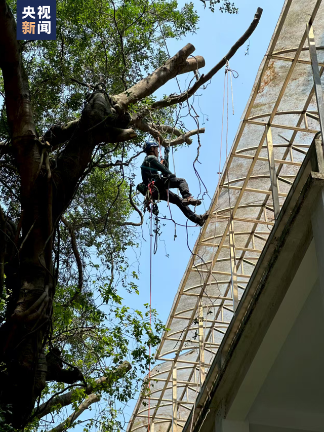 “爬树”也能修学分？这所高校的“攀树课”一课难求！