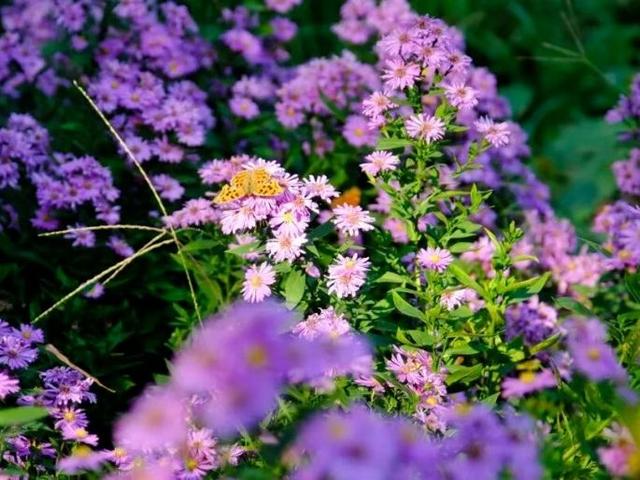 北京号最精彩 | 秋日“赶集”天花板！地坛银杏文化节明日开逛