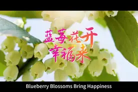 果然视频丨蓝莓花开幸福来图片
