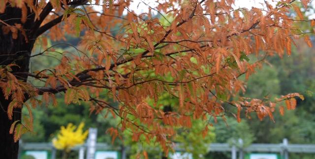 盘州东湖:绚烂的秋景