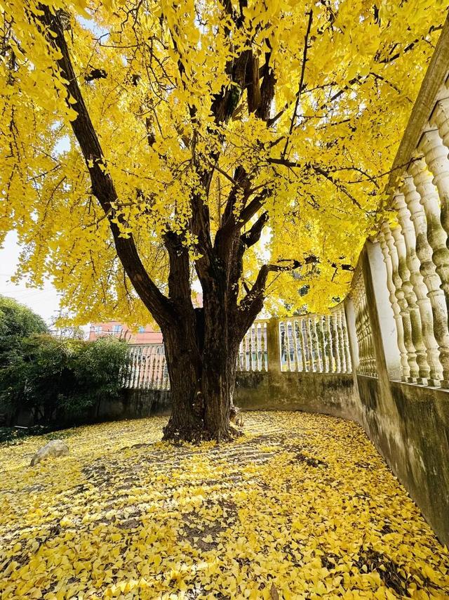 私藏！奉贤的秋，美到封神