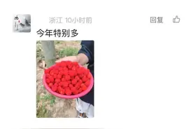 146元一斤树莓！浙江人都出动了，有人摘了几大筐！千万注意……图片