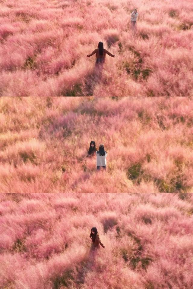 爆款打卡！这里藏着一片粉色云雾海，花期不等人
