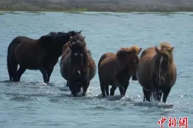 大部分哺乳动物体型雄性比雌性大？国际最新研究称是偏见造成误解图片