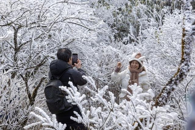 一秒入仙境！金佛山冬雪、日出、云海绝美同框