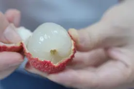 广东暴雨恐不能 “荔枝自由”？别担心，冻眠荔枝来了口感依然鲜美图片