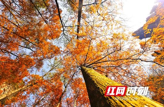 张家界国家森林公园：“杉”峰竞秀生态美