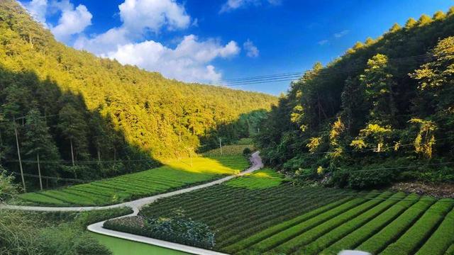 鹤峰太平：茶园秋色
