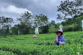 广西南宁游在上林图片