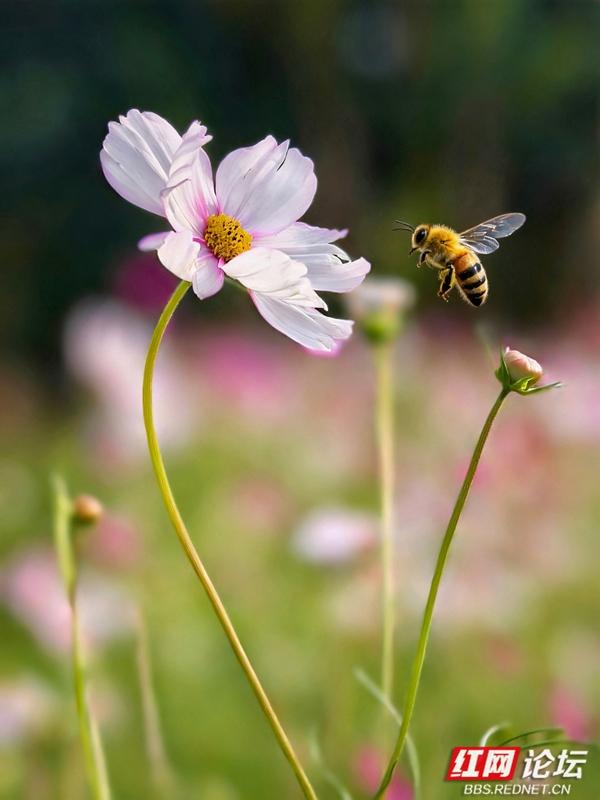 秋游时刻丨波斯菊盛放，安乡书院洲湿地织就花海浪漫
