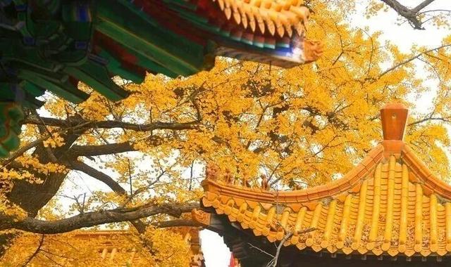 济南文旅 | 满城红黄绘就秋日限定美景 “赏叶经济” 助力文旅高质量发展