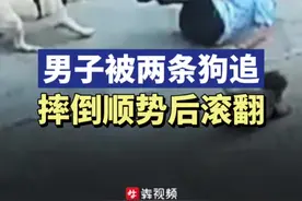 男子被两条狗追到摔倒后滚翻图片