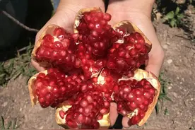 头茬刚下树，街头难买到！突尼斯软籽石榴，请大口嚼着吃；“百果王”酥酥脆脆，淡淡的奶香图片