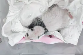 又添一员！重庆动物园熊猫“好奇”产下女宝图片