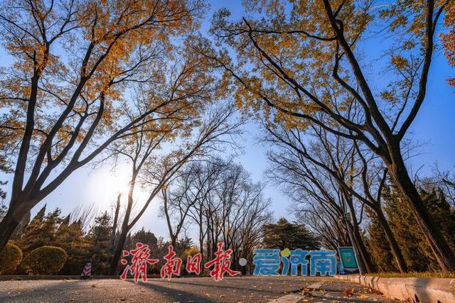 一年四季 泉在济南丨济南降温迎清透蓝天 南郊宾馆公园冬日景致美如画