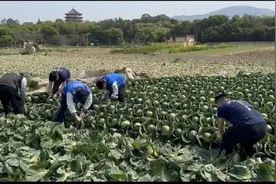 “溪”心服务｜爱心助农  “蔬”送温暖图片