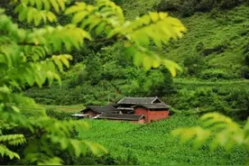 丽江：生态环境持续向好 野生动植物种群逐年增加图片