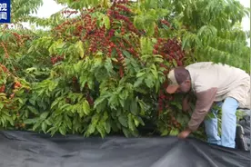 拉美观察丨巴西咖啡产业遭遇气候大考 咖啡品种产量此消彼长图片