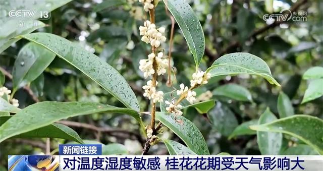 桂花飘香、胡杨金黄、黄栌换上五彩“盛装” 秋日中国铺展斑斓好风光