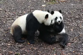比利时：民众依依惜别大熊猫图片