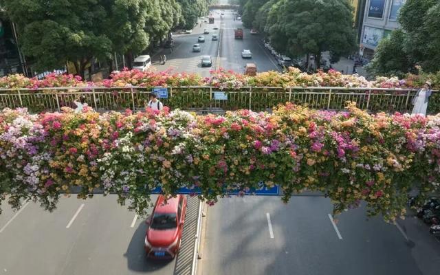 刷屏朋友圈！11月的浪漫被TA承包了，这场缤纷花事太治愈！