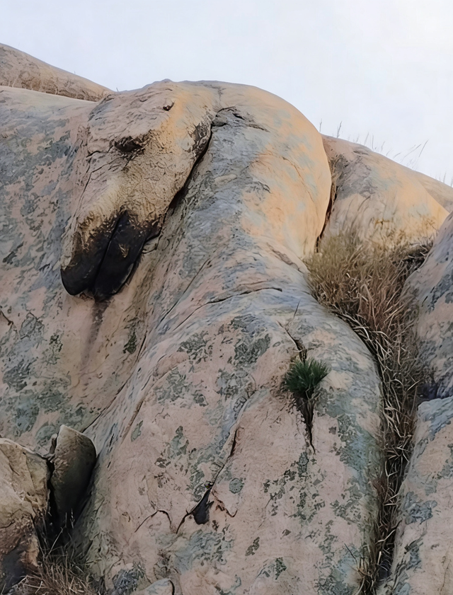 青岛的“马”可不只“神马石”，还有这些……