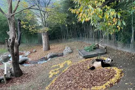 福宝玩银杏叶超可爱图片