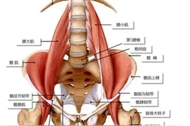 小针刀为什么能够治疗腰椎间盘突出症？图片